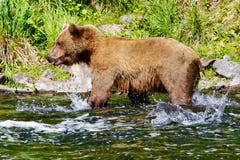 Alaska Brown Grizzly Bear Salmon Splashing Stock Photos Alaska Brown Grizzly Bear Salmon Splashing Stock Photos