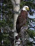 Alaska - parque nacional Eagle de Denali en un árbol imagenes de archivo Alaska - parque nacional Eagle de Denali en un árbol imagenes de archivo