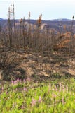 Alaska - Wild Flowers and Fire Damage Royalty Free Stock Photography Alaska - Wild Flowers and Fire Damage Royalty Free Stock Photography