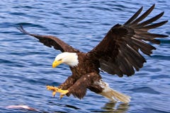 Alaska Łysy orzeł Atakuje ryba Alaska Łysy orzeł Atakuje ryba