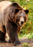 Alaskan Brown Bear Royalty Free Stock Photo Alaskan Brown Bear Royalty Free Stock Photo