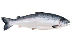 Alaskan King Salmon Stock Photo Alaskan King Salmon Stock Photo