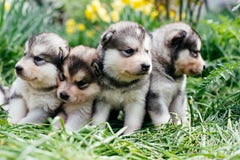 Alaskan malamute puppies Royalty Free Stock Photos Alaskan malamute puppies Royalty Free Stock Photos