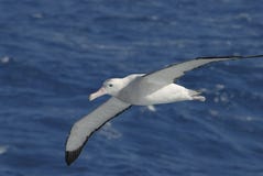 albatros wandering Стоковая Фотография RF albatros wandering Стоковая Фотография RF