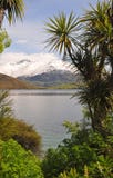 Alberi di cavolo - simbolo della corsa della Nuova Zelanda fotografia stock Alberi di cavolo - simbolo della corsa della Nuova Zelanda fotografia stock