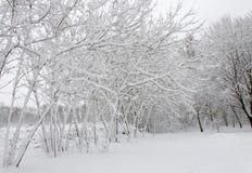 Alberi di inverno coperti in neve lanuginosa bianca immagine stock Alberi di inverno coperti in neve lanuginosa bianca immagine stock