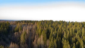 Alberi forestali della regione selvaggia nella vista soleggiata del paesaggio di giorno di molla immagine stock Alberi forestali della regione selvaggia nella vista soleggiata del paesaggio di giorno di molla immagine stock