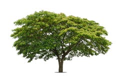Alberi isolati su bianco immagini stock libere da diritti Alberi isolati su bianco immagini stock libere da diritti