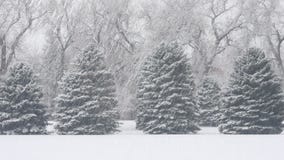 Alberi sempreverdi nella bufera di neve Alberi sempreverdi nella bufera di neve