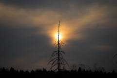 Albero asciutto solo sul fondo di tramonto fotografie stock Albero asciutto solo sul fondo di tramonto fotografie stock