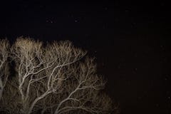 Albero contro una notte stellata immagini stock libere da diritti Albero contro una notte stellata immagini stock libere da diritti