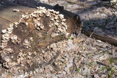 Albero coperto di funghi Nella foresta si trova un vecchio albero asciutto, coperto di funghi fotografia stock libera da diritti Albero coperto di funghi Nella foresta si trova un vecchio albero asciutto, coperto di funghi fotografia stock libera da diritti
