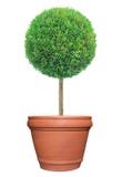 Albero dell'ars topiaria di forma rotonda sul contenitore del vaso di argilla isolato su fondo bianco fotografia stock Albero dell'ars topiaria di forma rotonda sul contenitore del vaso di argilla isolato su fondo bianco fotografia stock