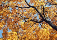 Albero di acero giallo in autunno fotografia stock Albero di acero giallo in autunno fotografia stock