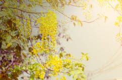 Albero di doccia dorata, cassia fistula Fotografia Stock Libera da Diritti Albero di doccia dorata, cassia fistula Fotografia Stock Libera da Diritti