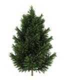 Albero di pino nero europeo isolato su bianco illustrazione vettoriale Albero di pino nero europeo isolato su bianco illustrazione vettoriale