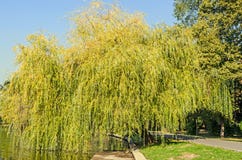 Albero di salice verde vicino al lago, parco con il vicolo immagini stock Albero di salice verde vicino al lago, parco con il vicolo immagini stock