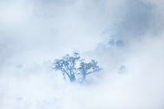 Albero di sogno sopra le nuvole fotografia stock Albero di sogno sopra le nuvole fotografia stock