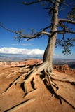 Albero esposto delle radici all'orlo del canyon di Bryce Immagine Stock Libera da Diritti Albero esposto delle radici all'orlo del canyon di Bryce Immagine Stock Libera da Diritti