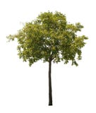 Albero isolato Albero isolato