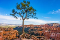 Albero isolato in Bryce Canyon National Park, Utah Immagine Stock Libera da Diritti Albero isolato in Bryce Canyon National Park, Utah Immagine Stock Libera da Diritti