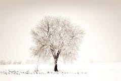 Albero nevoso calvo nel campo nell'inverno fotografie stock Albero nevoso calvo nel campo nell'inverno fotografie stock