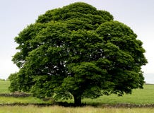 Albero perfetto