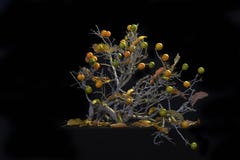 ALBERO SECCO CON I FRUTTI immagini stock libere da diritti ALBERO SECCO CON I FRUTTI immagini stock libere da diritti