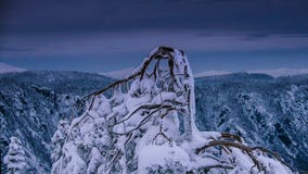 Albero secco sulla neve nella stagione invernale fotografia stock Albero secco sulla neve nella stagione invernale fotografia stock