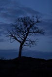 Albero sul cielo notturno della priorità bassa fotografia stock Albero sul cielo notturno della priorità bassa fotografia stock