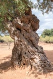 Aged gnarled olive trees in a field near Alberobello in Puglia, South Italy. royalty free stock image Aged gnarled olive trees in a field near Alberobello in Puglia, South Italy. royalty free stock image