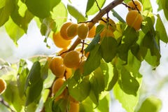 Albicocche al sole Frutta succosa sui rami degli alberi L'albicocca matura è pronta per raccogliere immagine stock libera da diritti Albicocche al sole Frutta succosa sui rami degli alberi L'albicocca matura è pronta per raccogliere immagine stock libera da diritti