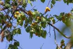 Albicocche al sole Frutta succosa sui rami degli alberi L'albicocca matura è pronta per raccogliere fotografia stock libera da diritti Albicocche al sole Frutta succosa sui rami degli alberi L'albicocca matura è pronta per raccogliere fotografia stock libera da diritti