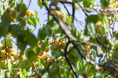 Albicocche al sole Frutta succosa sui rami degli alberi L'albicocca matura è pronta per raccogliere fotografia stock libera da diritti Albicocche al sole Frutta succosa sui rami degli alberi L'albicocca matura è pronta per raccogliere fotografia stock libera da diritti