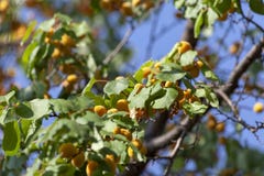 Albicocche al sole Frutta succosa sui rami degli alberi L'albicocca matura è pronta per raccogliere fotografia stock libera da diritti Albicocche al sole Frutta succosa sui rami degli alberi L'albicocca matura è pronta per raccogliere fotografia stock libera da diritti