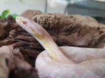 Albino Corn Snake stock afbeelding Albino Corn Snake stock afbeelding