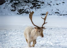 Albino Fallow Deer Walking i snön royaltyfria bilder Albino Fallow Deer Walking i snön royaltyfria bilder