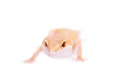 Albino Leopard Gecko op een witte achtergrond royalty-vrije stock foto Albino Leopard Gecko op een witte achtergrond royalty-vrije stock foto