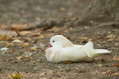 Albino Mandarin Duck Royalty Free Stock Photography