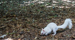 Albino σκίουρος στοκ φωτογραφία Albino σκίουρος στοκ φωτογραφία
