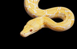 Albino τιγρών φίδι Python πέρα από το Μαύρο στοκ εικόνες Albino τιγρών φίδι Python πέρα από το Μαύρο στοκ εικόνες