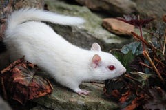 albinojordekorre royaltyfri bild albinojordekorre royaltyfri bild