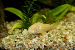 Albinos de Corydoras images libres de droits Albinos de Corydoras images libres de droits