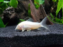 Albinos de Corydoras Aeneus photos libres de droits Albinos de Corydoras Aeneus photos libres de droits