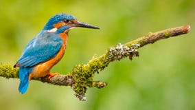 Alcedo Atthis del martin pescatore