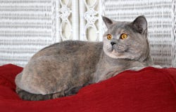 Alert Pedigree Cat Stock Images Alert Pedigree Cat Stock Images