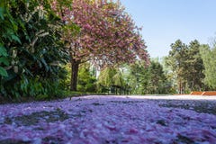 Alfombra de pétalos púrpuras en el parque de Danubio de Viena fotografía de archivo libre de regalías Alfombra de pétalos púrpuras en el parque de Danubio de Viena fotografía de archivo libre de regalías