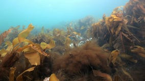 Alga marina gigante subacuática en fondo del infante de marina azul en el Océano ártico almacen de video Alga marina gigante subacuática en fondo del infante de marina azul en el Océano ártico almacen de video