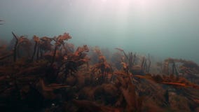 Alga marina gigante subacuática en fondo del fondo del mar marino del mar de Barents almacen de video Alga marina gigante subacuática en fondo del fondo del mar marino del mar de Barents almacen de video
