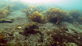 Alga marina subacuática en el fondo del mar del mar de Barents almacen de metraje de vídeo Alga marina subacuática en el fondo del mar del mar de Barents almacen de metraje de vídeo